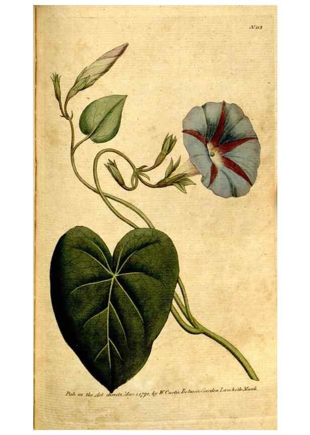 Reproducción/Reproduction 35002581482: The Botanical magazine, or, Flower-garden displayed ... /. [S.l. :s.n.],1790-1800 ;