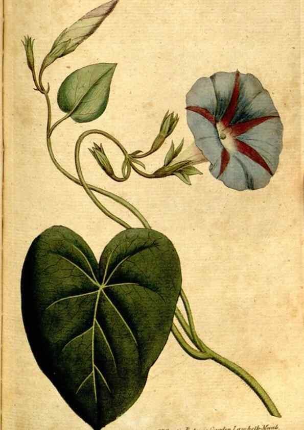 Reproducción/Reproduction 35002581482: The Botanical magazine, or, Flower-garden displayed ... /. [S.l. :s.n.],1790-1800 ;