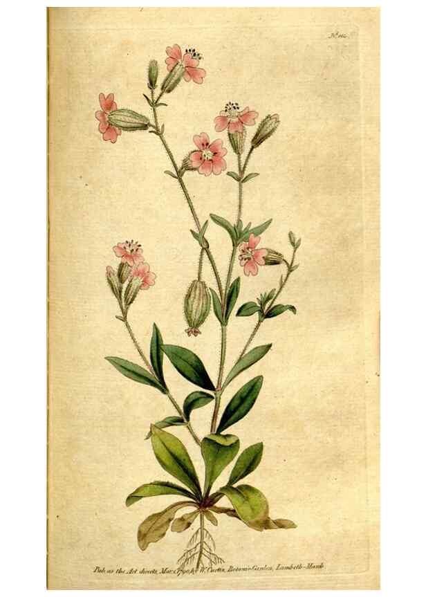 Reproducción/Reproduction 35002583512: The Botanical magazine, or, Flower-garden displayed ... /. [S.l. :s.n.],1790-1800 ;
