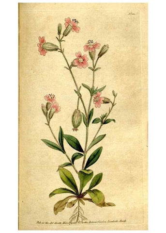 Reproducción/Reproduction 35002583512: The Botanical magazine, or, Flower-garden displayed ... /. [S.l. :s.n.],1790-1800 ;