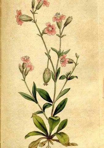 Reproducción/Reproduction 35002583512: The Botanical magazine, or, Flower-garden displayed ... /. [S.l. :s.n.],1790-1800 ;