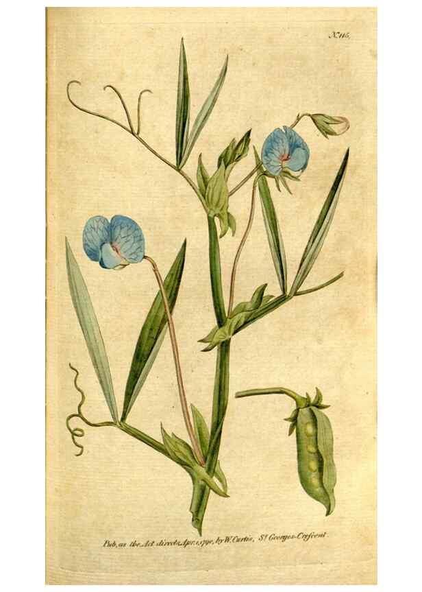 Reproducción/Reproduction 35036878161: The Botanical magazine, or, Flower-garden displayed ... /. [S.l. :s.n.],1790-1800 ;