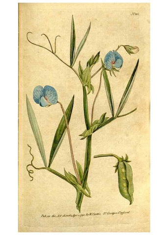 Reproducción/Reproduction 35036878161: The Botanical magazine, or, Flower-garden displayed ... /. [S.l. :s.n.],1790-1800 ;