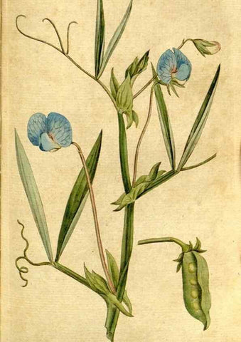 Reproducción/Reproduction 35036878161: The Botanical magazine, or, Flower-garden displayed ... /. [S.l. :s.n.],1790-1800 ;