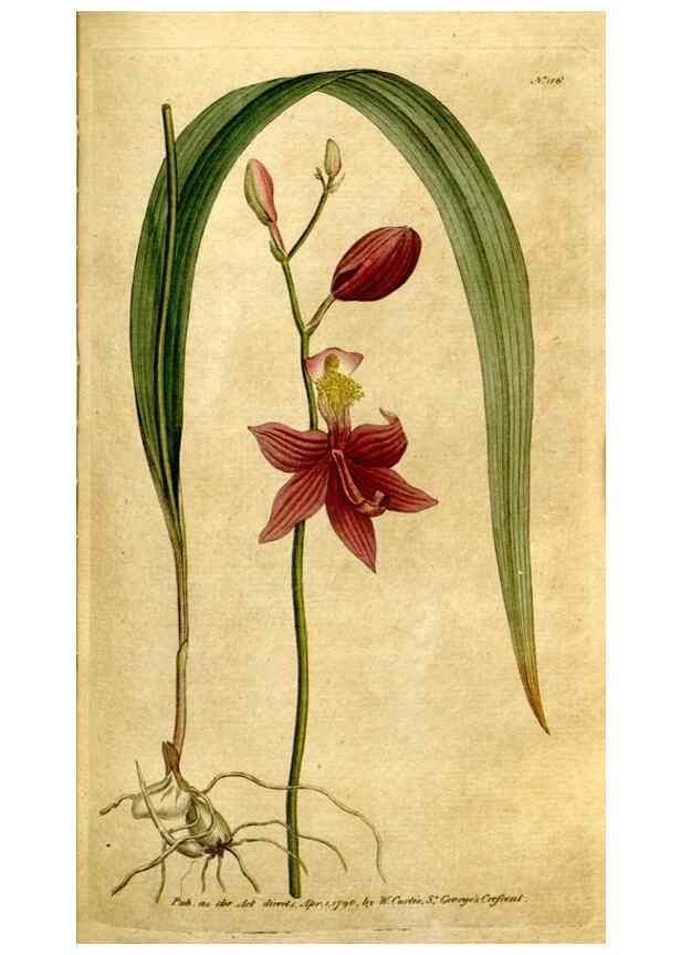 Reproducción/Reproduction 35127646306: The Botanical magazine, or, Flower-garden displayed ... /. [S.l. :s.n.],1790-1800 ;