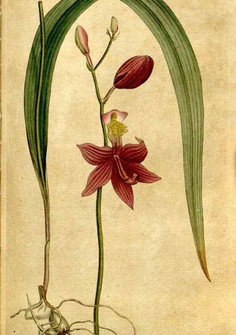 Reproducción/Reproduction 35127646306: The Botanical magazine, or, Flower-garden displayed ... /. [S.l. :s.n.],1790-1800 ;