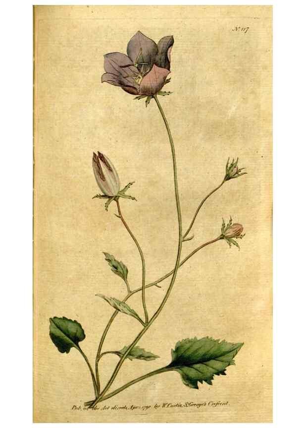 Reproducción/Reproduction 35167649325: The Botanical magazine, or, Flower-garden displayed ... /. [S.l. :s.n.],1790-1800 ;