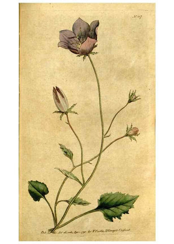 Reproducción/Reproduction 35167649325: The Botanical magazine, or, Flower-garden displayed ... /. [S.l. :s.n.],1790-1800 ;