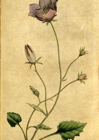 Reproducción/Reproduction 35167649325: The Botanical magazine, or, Flower-garden displayed ... /. [S.l. :s.n.],1790-1800 ;