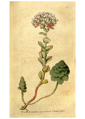Reproducción/Reproduction 35002597402: The Botanical magazine, or, Flower-garden displayed ... /. [S.l. :s.n.],1790-1800 ;