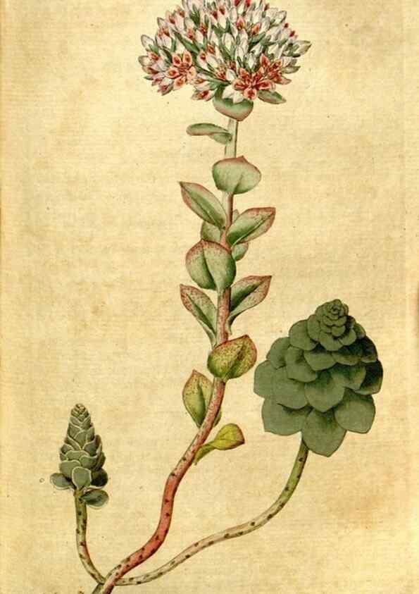 Reproducción/Reproduction 35002597402: The Botanical magazine, or, Flower-garden displayed ... /. [S.l. :s.n.],1790-1800 ;
