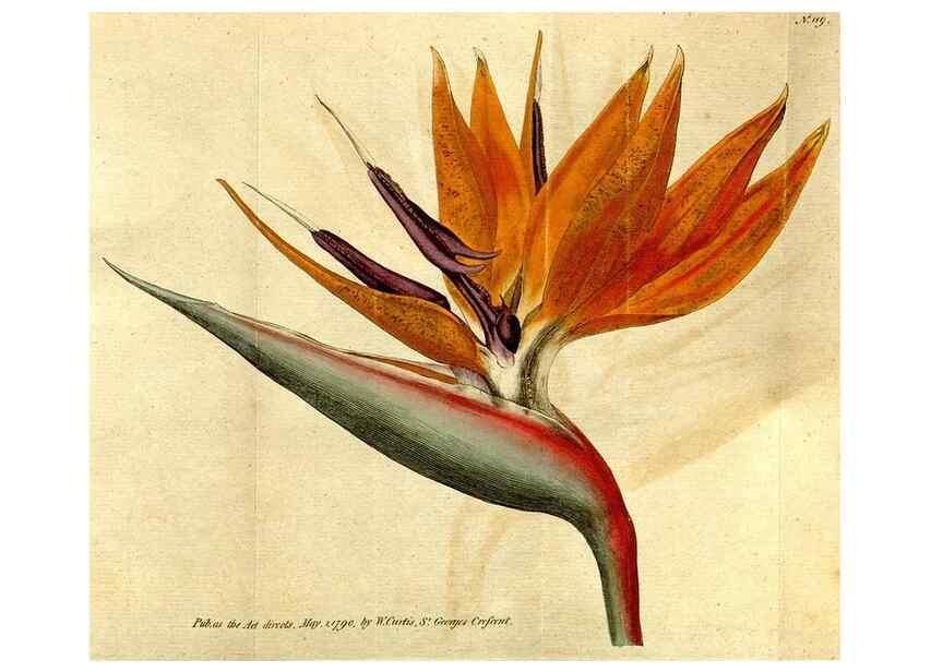Reproducción/Reproduction 34781229630: The Botanical magazine, or, Flower-garden displayed ... /. [S.l. :s.n.],1790-1800 ;