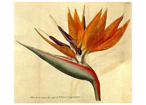 Reproducción/Reproduction 34781229630: The Botanical magazine, or, Flower-garden displayed ... /. [S.l. :s.n.],1790-1800 ;