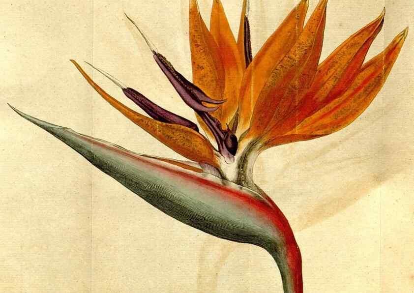 Reproducción/Reproduction 34781229630: The Botanical magazine, or, Flower-garden displayed ... /. [S.l. :s.n.],1790-1800 ;