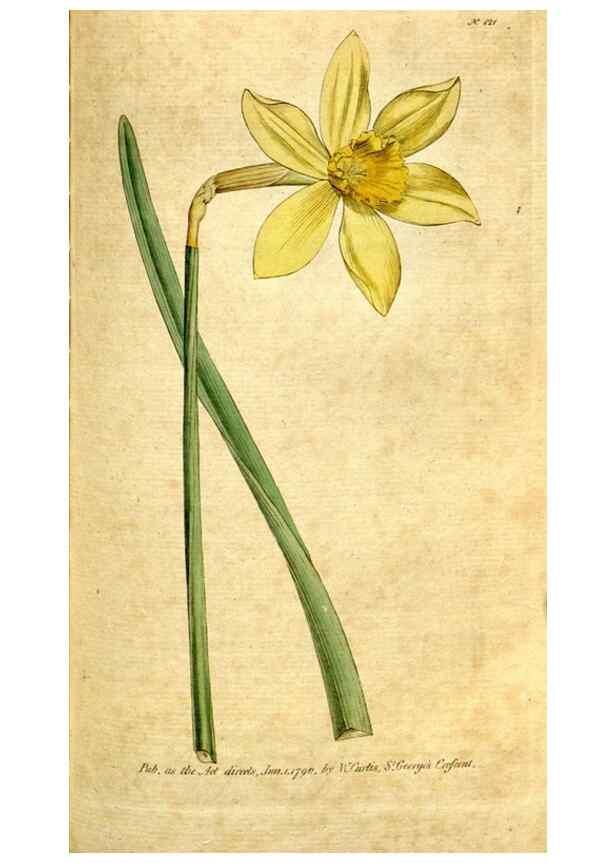 Reproducción/Reproduction 34781232150: The Botanical magazine, or, Flower-garden displayed ... /. [S.l. :s.n.],1790-1800 ;