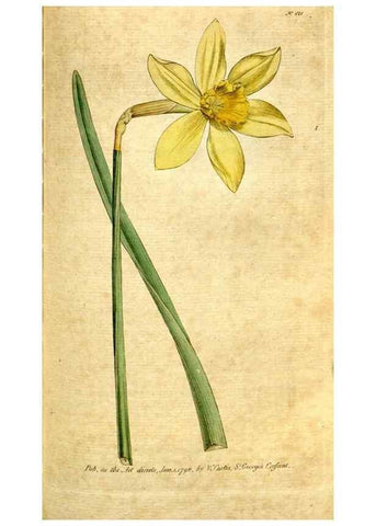 Reproducción/Reproduction 34781232150: The Botanical magazine, or, Flower-garden displayed ... /. [S.l. :s.n.],1790-1800 ;