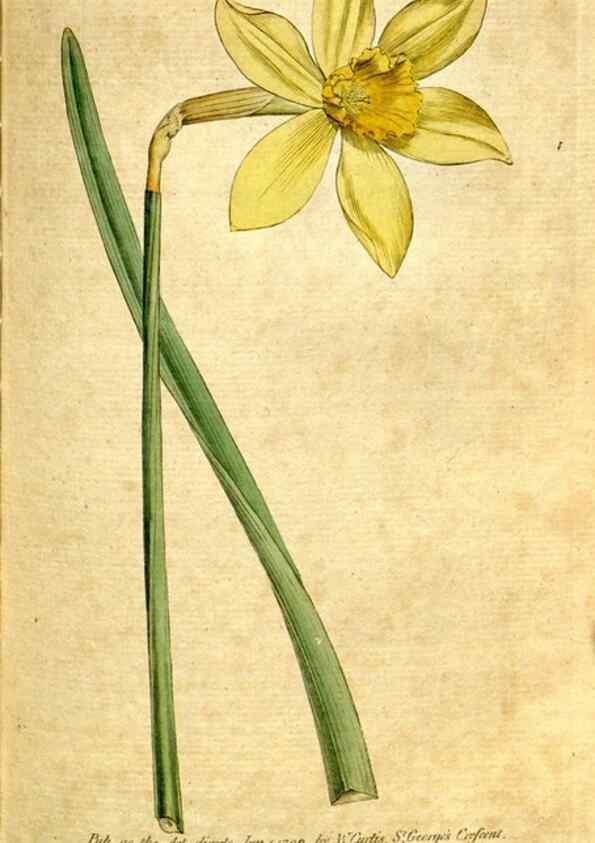 Reproducción/Reproduction 34781232150: The Botanical magazine, or, Flower-garden displayed ... /. [S.l. :s.n.],1790-1800 ;