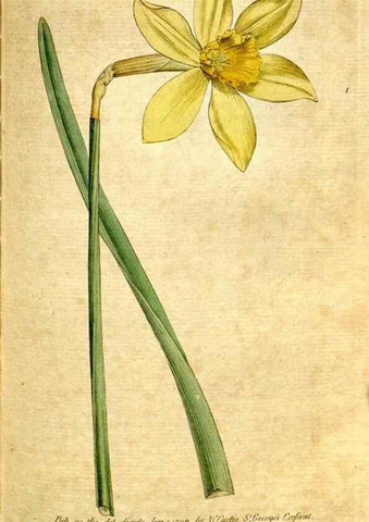 Reproducción/Reproduction 34781232150: The Botanical magazine, or, Flower-garden displayed ... /. [S.l. :s.n.],1790-1800 ;