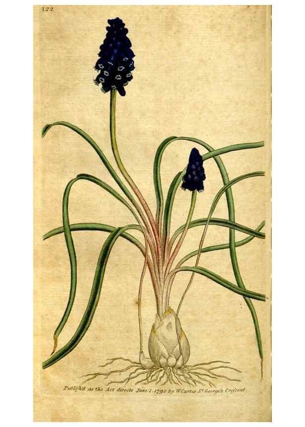Reproducción/Reproduction 34781234300: The Botanical magazine, or, Flower-garden displayed ... /. [S.l. :s.n.],1790-1800 ;