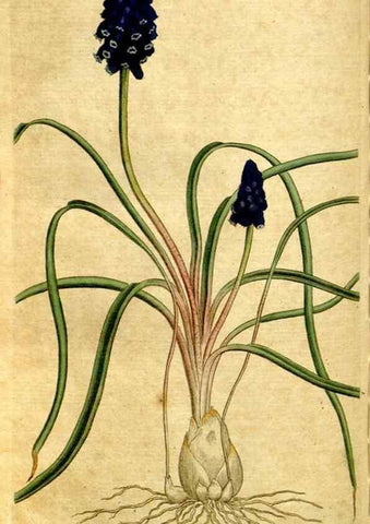 Reproducción/Reproduction 34781234300: The Botanical magazine, or, Flower-garden displayed ... /. [S.l. :s.n.],1790-1800 ;