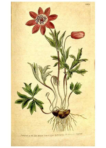 Reproducción/Reproduction 35127653546: The Botanical magazine, or, Flower-garden displayed ... /. [S.l. :s.n.],1790-1800 ;