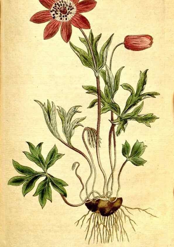 Reproducción/Reproduction 35127653546: The Botanical magazine, or, Flower-garden displayed ... /. [S.l. :s.n.],1790-1800 ;