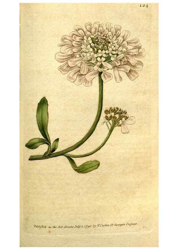 Reproducción/Reproduction 35127654856: The Botanical magazine, or, Flower-garden displayed ... /. [S.l. :s.n.],1790-1800 ;