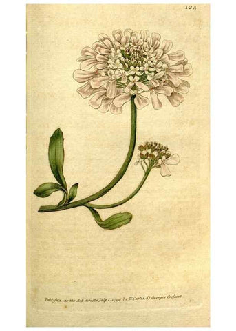 Reproducción/Reproduction 35127654856: The Botanical magazine, or, Flower-garden displayed ... /. [S.l. :s.n.],1790-1800 ;