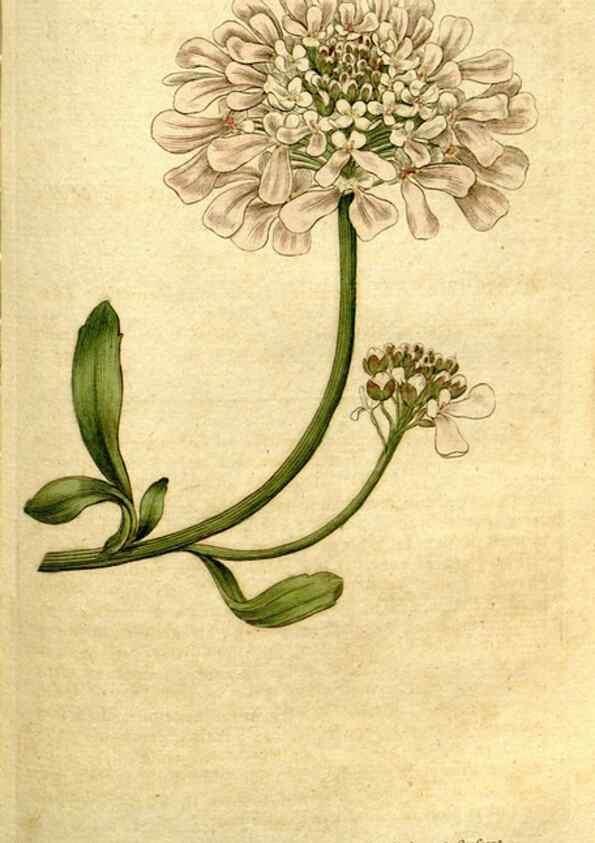 Reproducción/Reproduction 35127654856: The Botanical magazine, or, Flower-garden displayed ... /. [S.l. :s.n.],1790-1800 ;