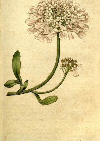 Reproducción/Reproduction 35127654856: The Botanical magazine, or, Flower-garden displayed ... /. [S.l. :s.n.],1790-1800 ;