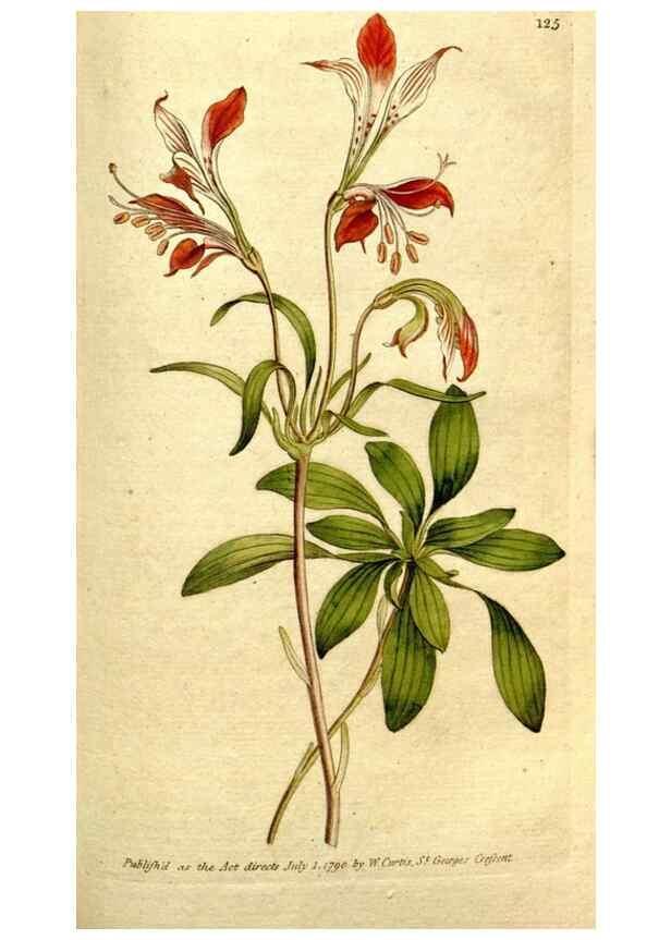 Reproducción/Reproduction 35002613872: The Botanical magazine, or, Flower-garden displayed ... /. [S.l. :s.n.],1790-1800 ;