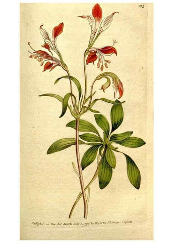 Reproducción/Reproduction 35002613872: The Botanical magazine, or, Flower-garden displayed ... /. [S.l. :s.n.],1790-1800 ;