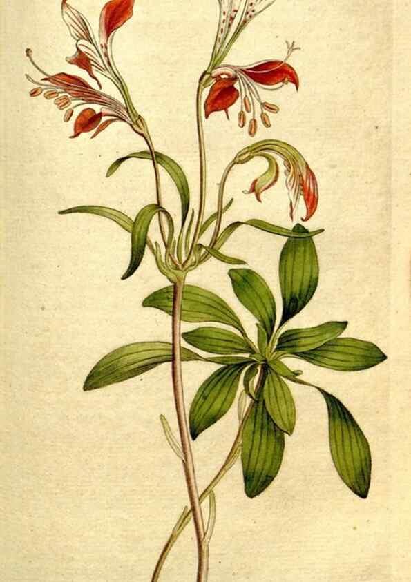 Reproducción/Reproduction 35002613872: The Botanical magazine, or, Flower-garden displayed ... /. [S.l. :s.n.],1790-1800 ;