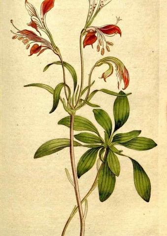 Reproducción/Reproduction 35002613872: The Botanical magazine, or, Flower-garden displayed ... /. [S.l. :s.n.],1790-1800 ;