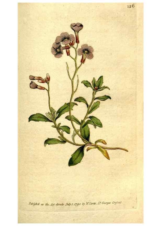 Reproducción/Reproduction 35002616092: The Botanical magazine, or, Flower-garden displayed ... /. [S.l. :s.n.],1790-1800 ;