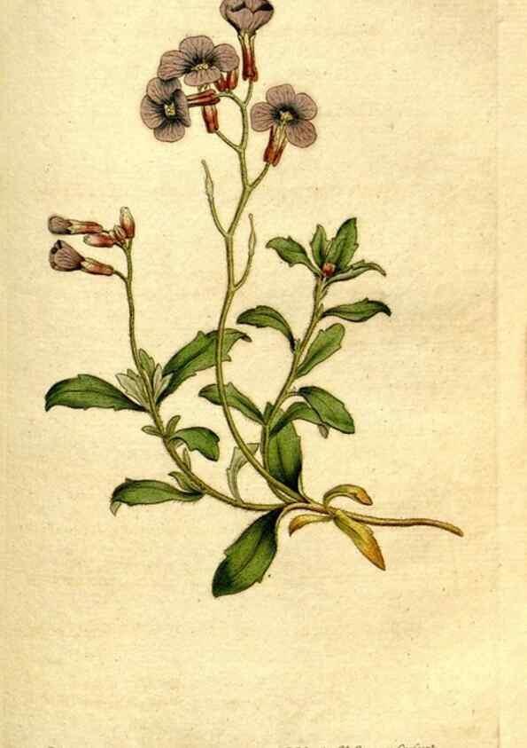 Reproducción/Reproduction 35002616092: The Botanical magazine, or, Flower-garden displayed ... /. [S.l. :s.n.],1790-1800 ;