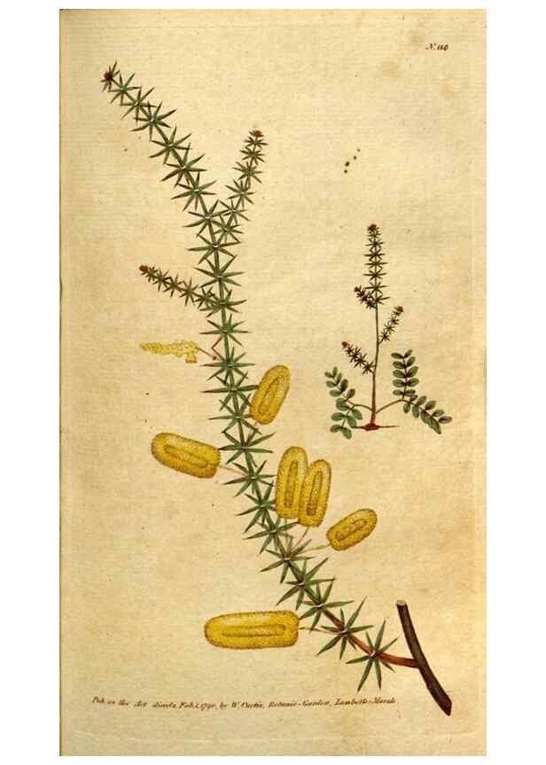 Reproducción/Reproduction 35167636645: The Botanical magazine, or, Flower-garden displayed ... /. [S.l. :s.n.],1790-1800 ;