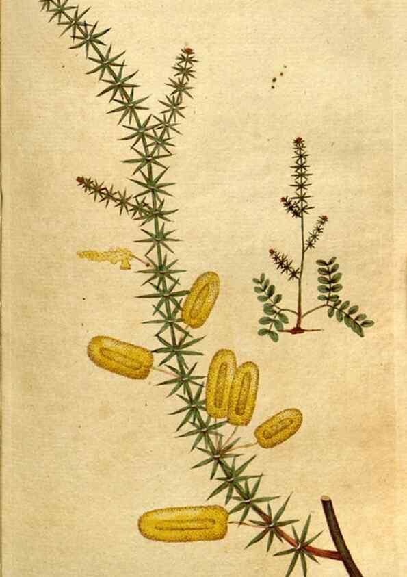 Reproducción/Reproduction 35167636645: The Botanical magazine, or, Flower-garden displayed ... /. [S.l. :s.n.],1790-1800 ;