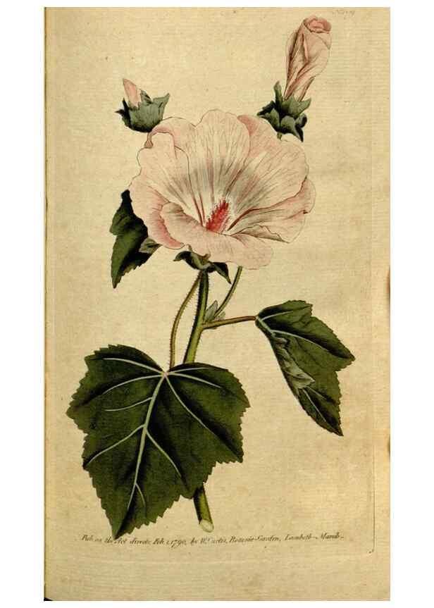 Reproducción/Reproduction 35167635035: The Botanical magazine, or, Flower-garden displayed ... /. [S.l. :s.n.],1790-1800 ;