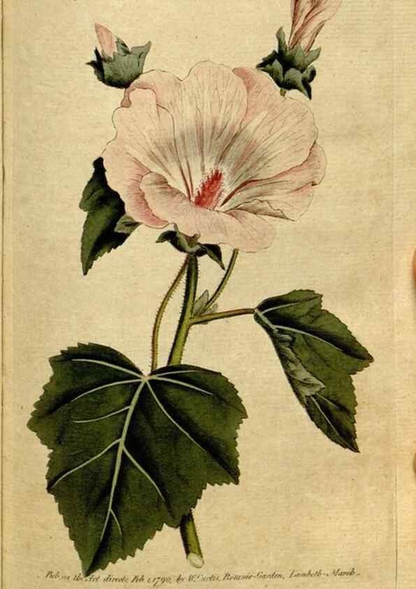 Reproducción/Reproduction 35167635035: The Botanical magazine, or, Flower-garden displayed ... /. [S.l. :s.n.],1790-1800 ;