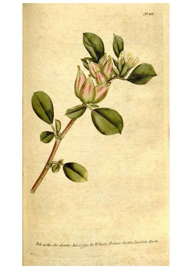Reproducción/Reproduction 35127624556: The Botanical magazine, or, Flower-garden displayed ... /. [S.l. :s.n.],1790-1800 ;