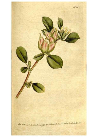 Reproducción/Reproduction 35127624556: The Botanical magazine, or, Flower-garden displayed ... /. [S.l. :s.n.],1790-1800 ;