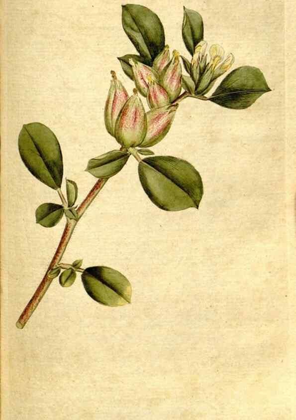 Reproducción/Reproduction 35127624556: The Botanical magazine, or, Flower-garden displayed ... /. [S.l. :s.n.],1790-1800 ;