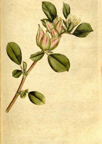 Reproducción/Reproduction 35127624556: The Botanical magazine, or, Flower-garden displayed ... /. [S.l. :s.n.],1790-1800 ;