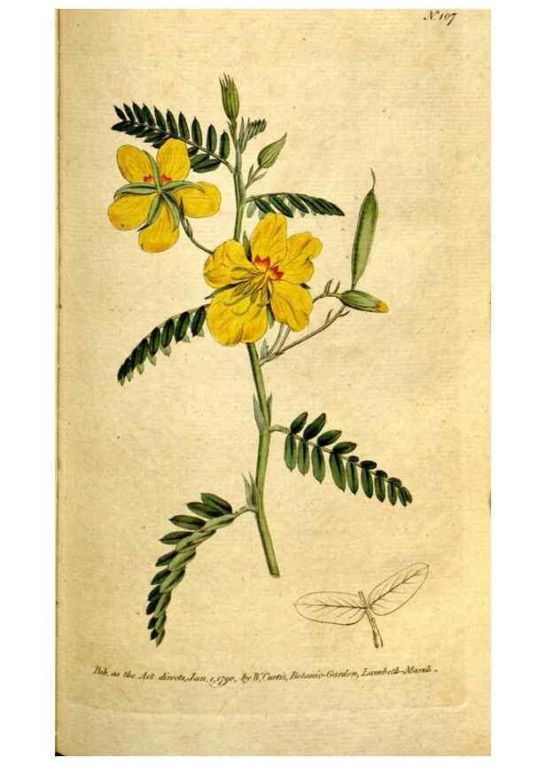 Reproducción/Reproduction 35002571302: The Botanical magazine, or, Flower-garden displayed ... /. [S.l. :s.n.],1790-1800 ;