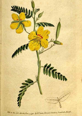 Reproducción/Reproduction 35002571302: The Botanical magazine, or, Flower-garden displayed ... /. [S.l. :s.n.],1790-1800 ;