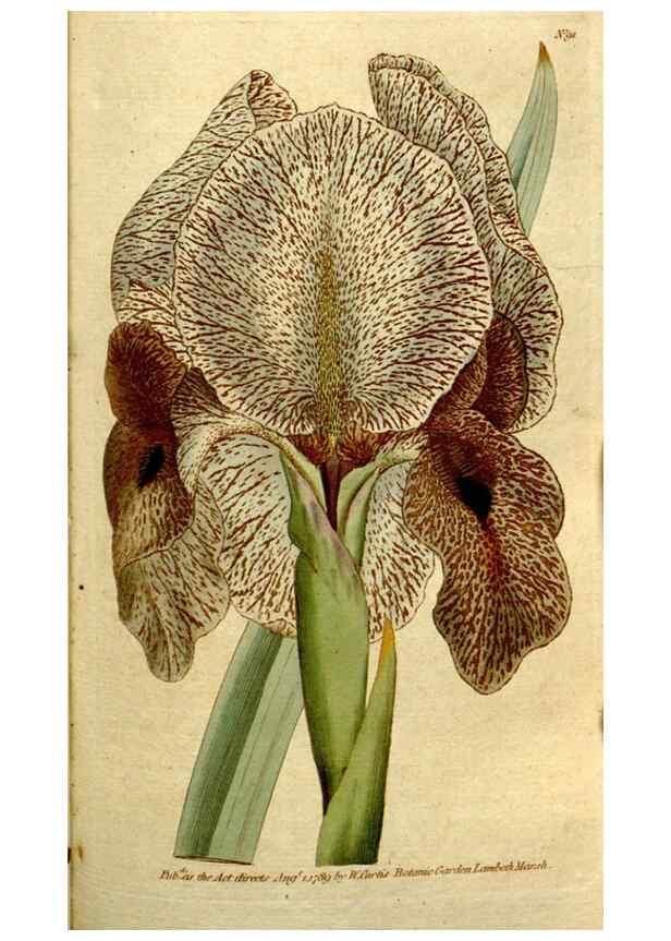 Reproducción/Reproduction 35002553162: The Botanical magazine, or, Flower-garden displayed ... /. [S.l. :s.n.],1790-1800 ;