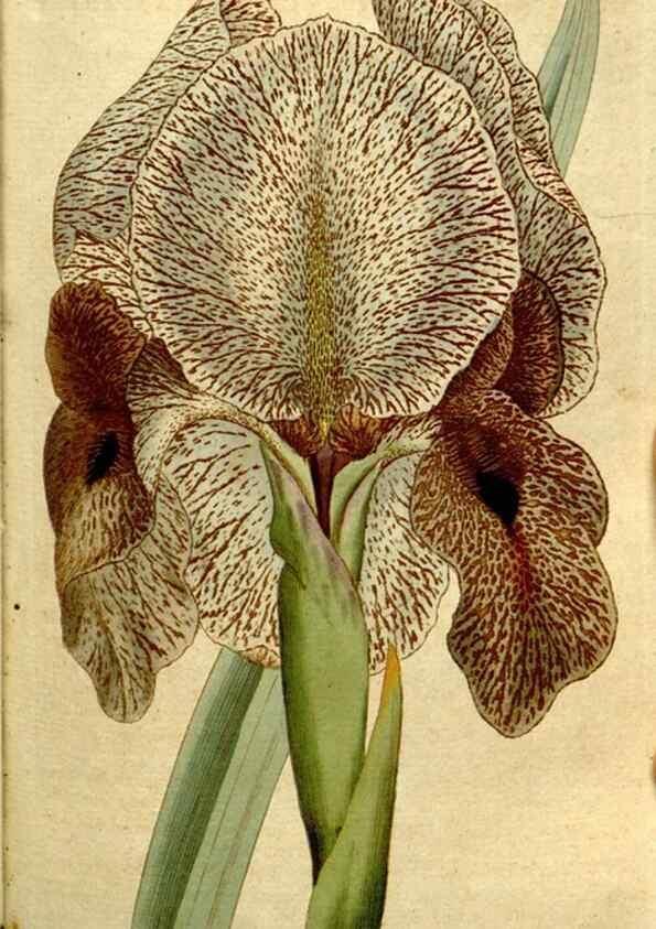Reproducción/Reproduction 35002553162: The Botanical magazine, or, Flower-garden displayed ... /. [S.l. :s.n.],1790-1800 ;