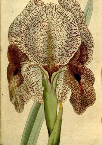 Reproducción/Reproduction 35002553162: The Botanical magazine, or, Flower-garden displayed ... /. [S.l. :s.n.],1790-1800 ;