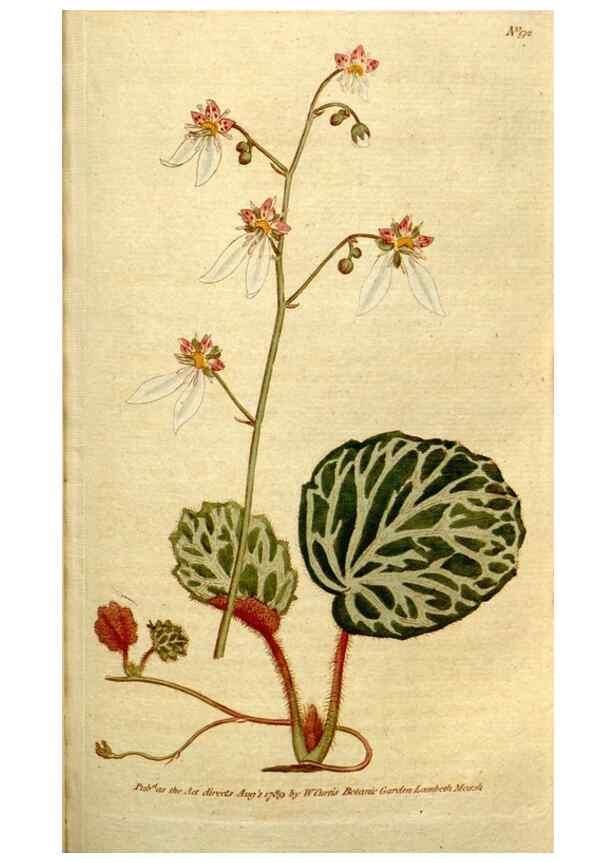 Reproducción/Reproduction 35036836281: The Botanical magazine, or, Flower-garden displayed ... /. [S.l. :s.n.],1790-1800 ;